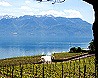 Wine Vineyards Lake Geneva photo