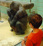 Boy watching Gorilla at Wilhelma photo