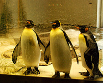 Penguins at Wilhelma Park Zoo photo